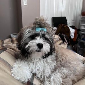 Meet your Posher, Acilegna